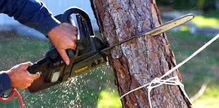 Best Tree Preservation Services  in Panhandle, TX