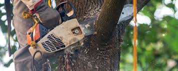 Best Tree Preservation Services  in Panhandle, TX