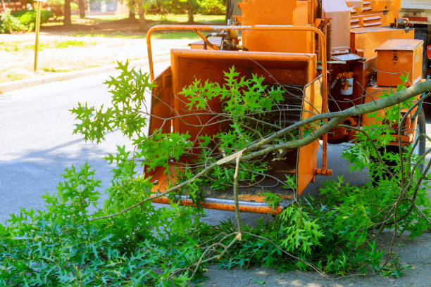 Reliable Panhandle, TX Tree Services Solutions