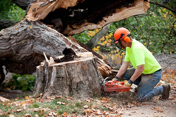 Best Tree Health Inspection  in Panhandle, TX