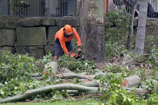 Best Commercial Tree Services  in Panhandle, TX